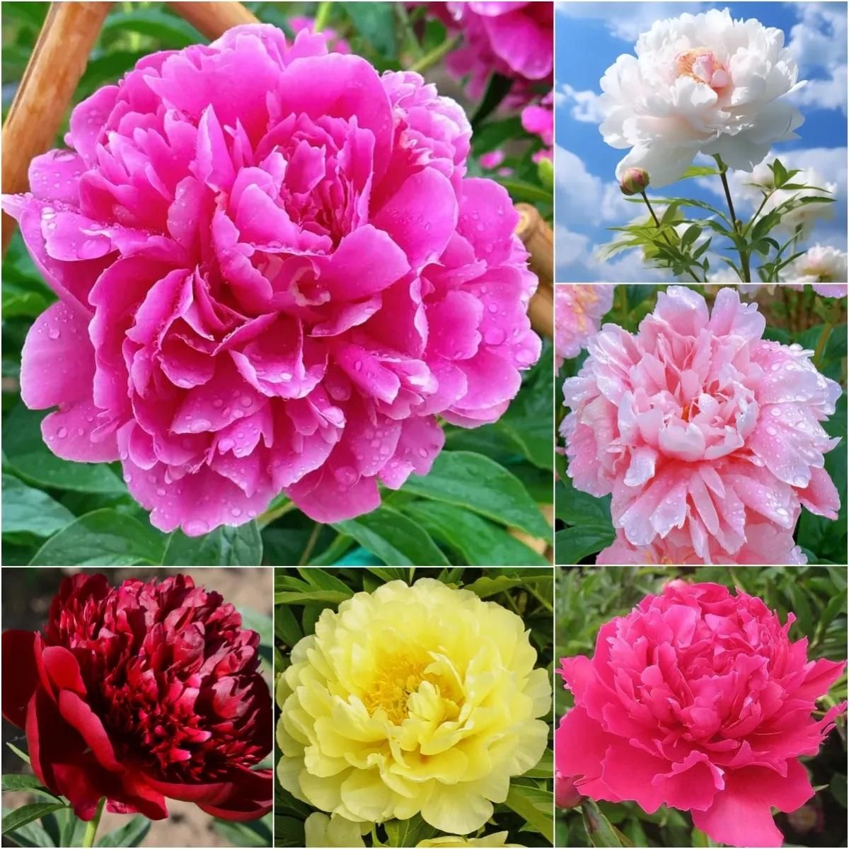 The Queen of Flowers?Peony Flower (Pack of 20)